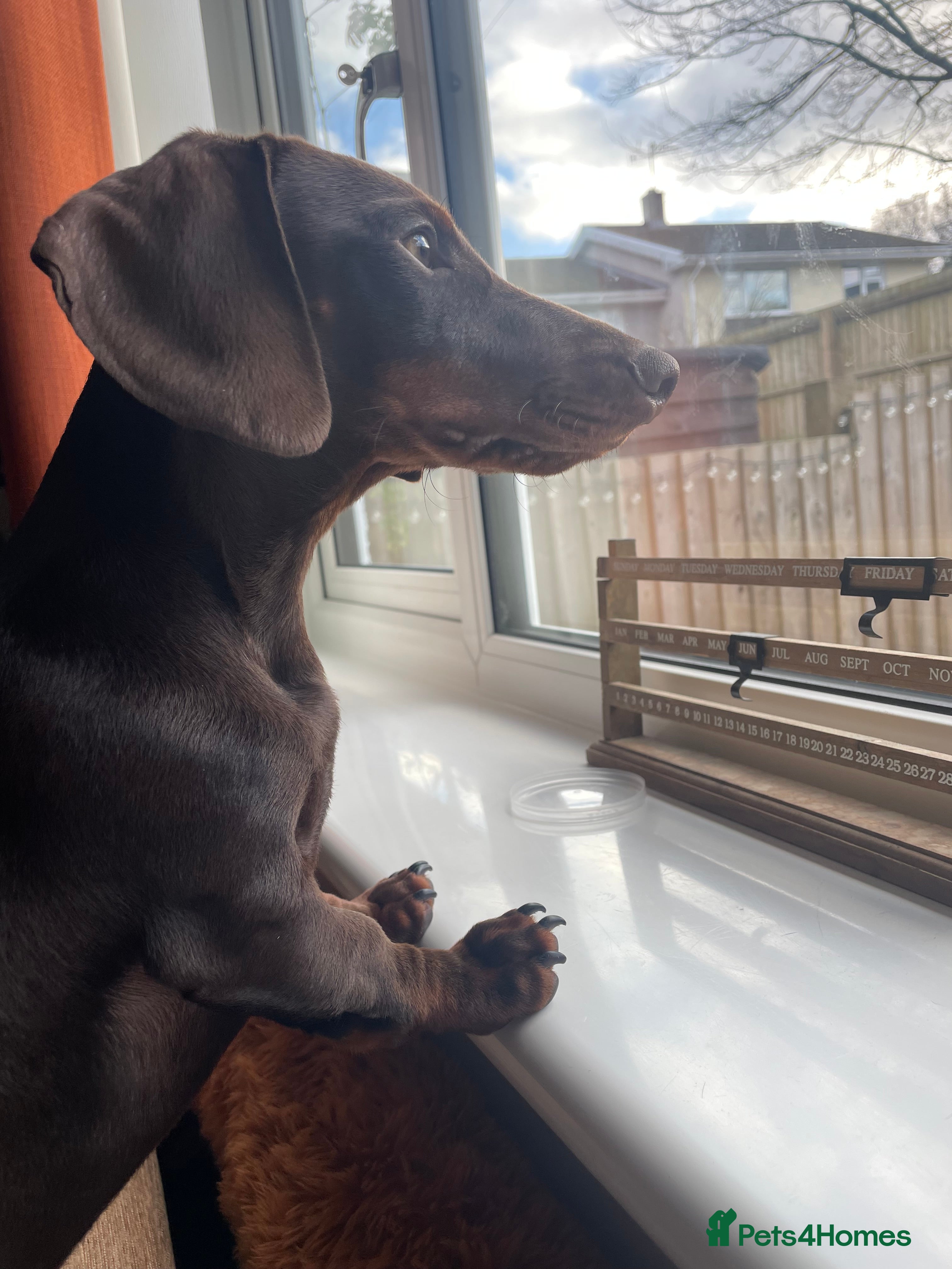 Dachshund dogs Handsome 1 year old male dachshund - Advert 1