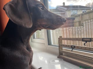 Dachshund dogs Handsome 1 year old male dachshund - Advert 1