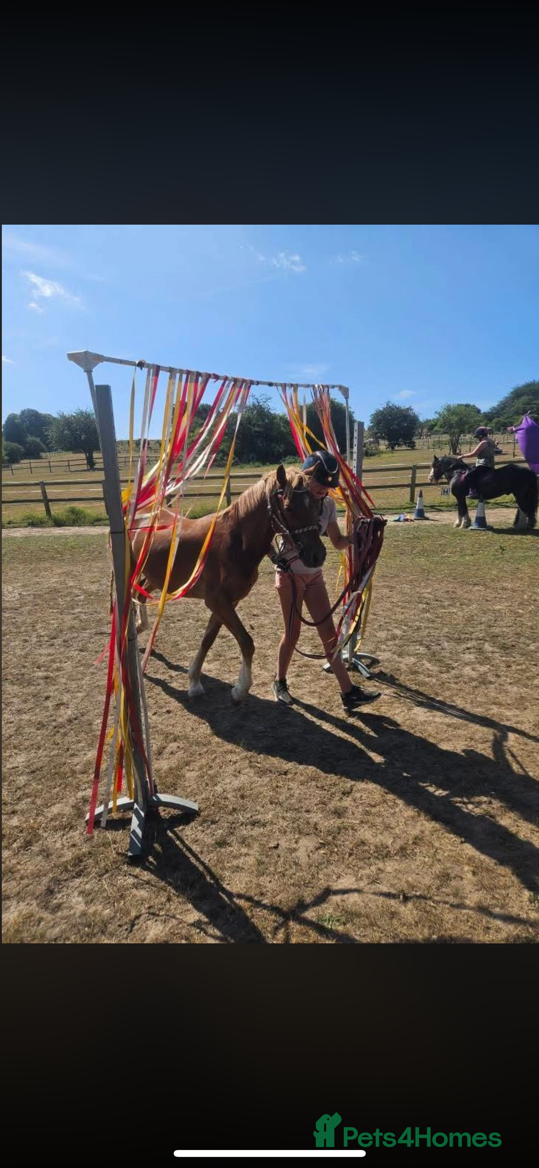 Welsh Section B horses for sale: ELSA🧡 - Advert 19