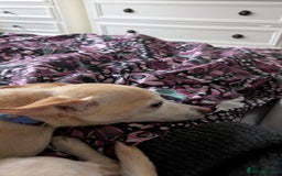 Mixed Breed dogs for sale: Super fit Chihuahua jrt lovely nature cream F - Image 4