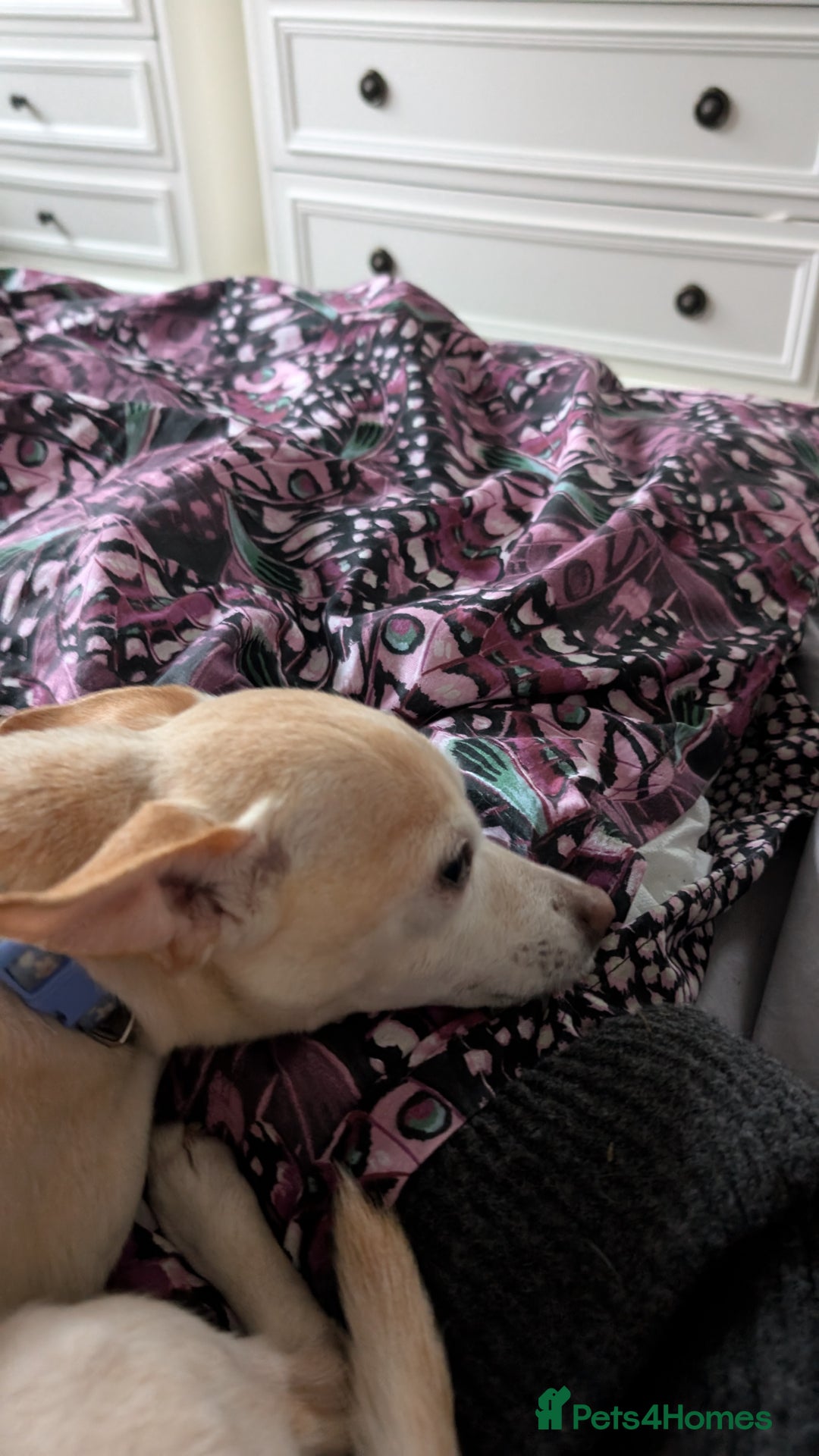 Mixed Breed dogs for sale: Super fit Chihuahua jrt lovely nature cream F - Image 4