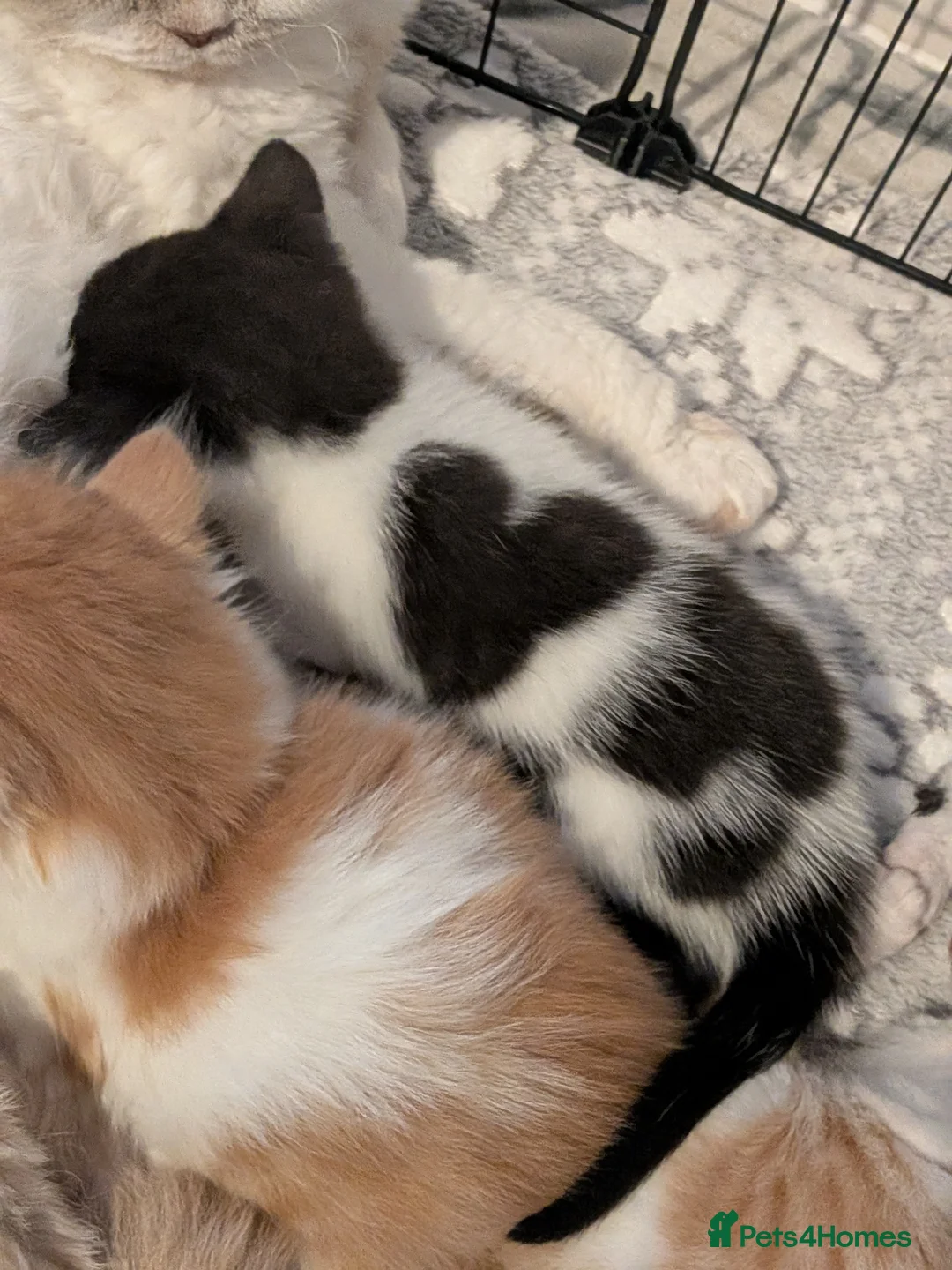 Selkirk Rex cats for sale: Beautiful Kittens – From Pedigree Selkirk Rex Mum - Advert 25