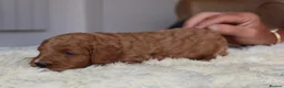 Cockapoo dogs for sale: ELITE COCKAPOOS HAVE 2 F1 COCKAPOO PUPS AVAILABLE - Advert 13