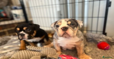 English Bulldog dogs - Advert 2