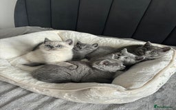 British Shorthair cats for sale: British shorthair kittens - Image 15