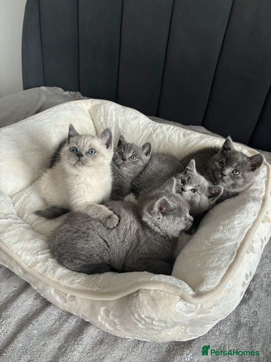 British Shorthair cats for sale: British shorthair kittens - Image 15