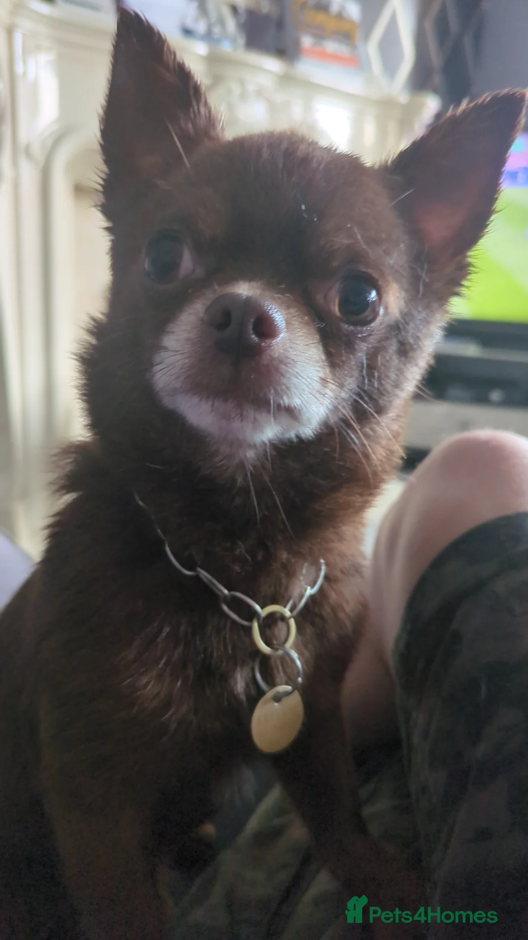 Chihuahua dogs for stud: FREDERICK VON LOVEHUNTER KC Champion heritage Stud in Chorley - Advert 12