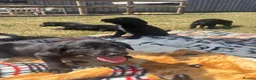 Borador dogs for sale: Border collie x fox red lab puppy’s  - Advert 5