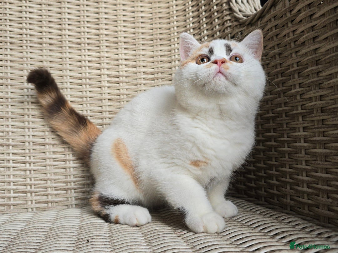 British Shorthair cats for sale: Stunning British Shorthair Kittens  - Advert 3