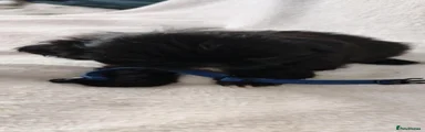 Shih Tzu 3