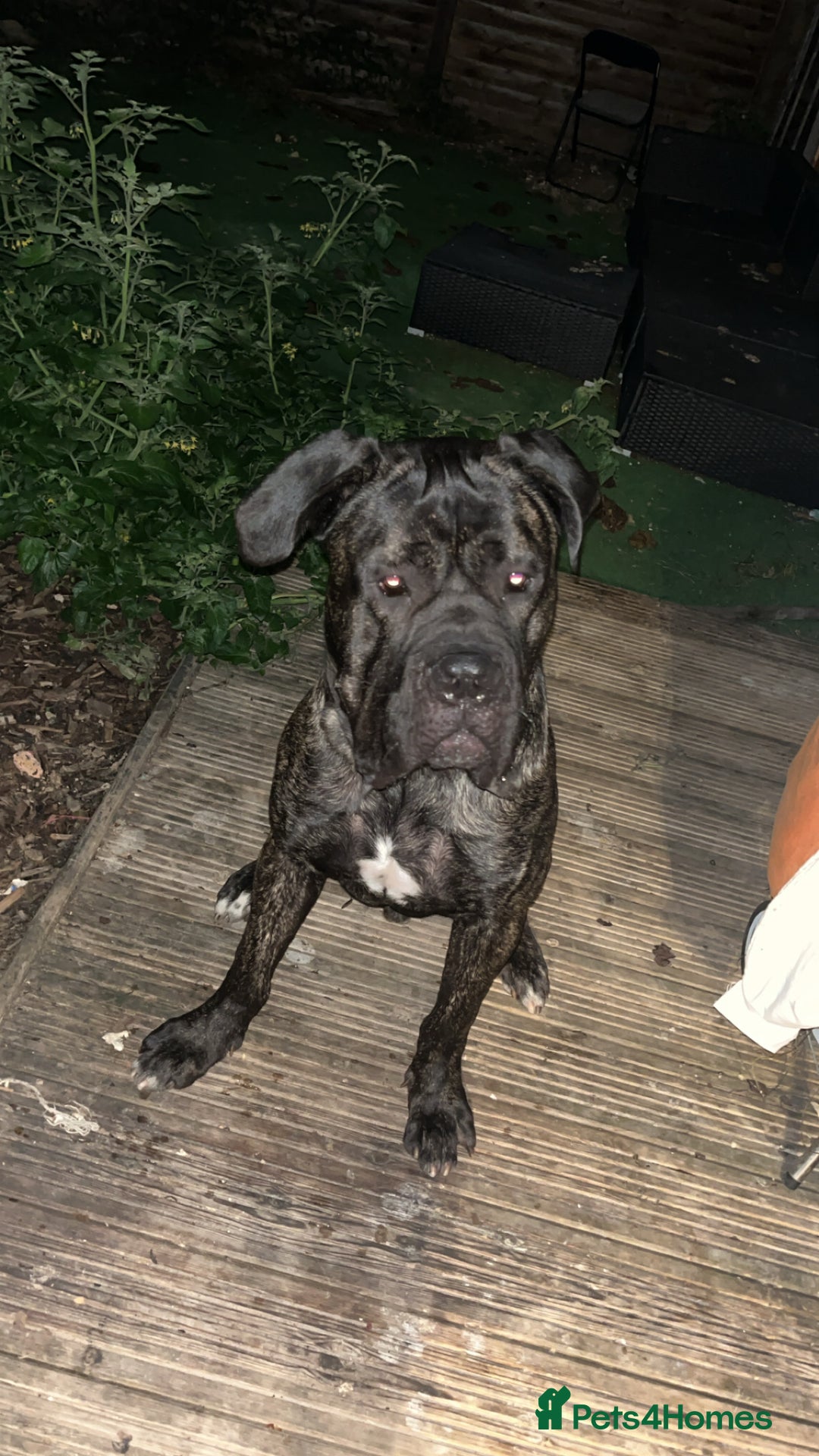 Mixed Breed dogs for sale: 21month old cane corso  - Advert 3