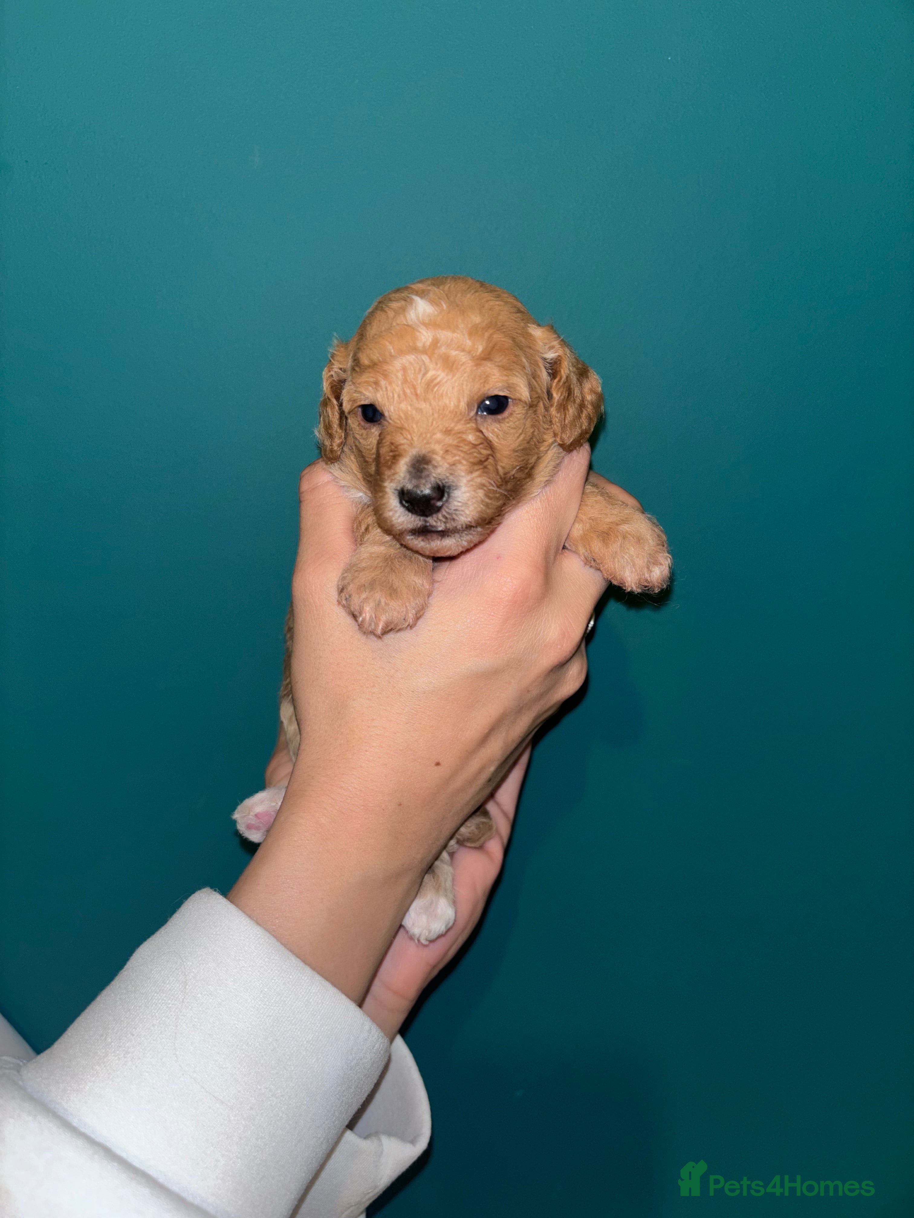 Cockapoo dogs F1B cockapoo puppies  - Advert 11