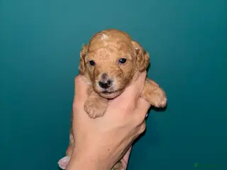 Cockapoo dogs F1B cockapoo puppies - Advert 11