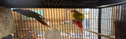 Conures birds for sale: Suncheek Conure breeding pair  - Advert 7