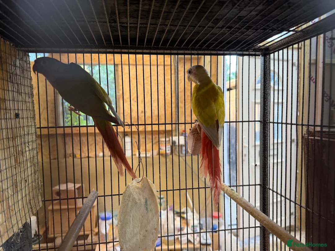 Conures birds for sale: Suncheek Conure breeding pair  - Advert 7