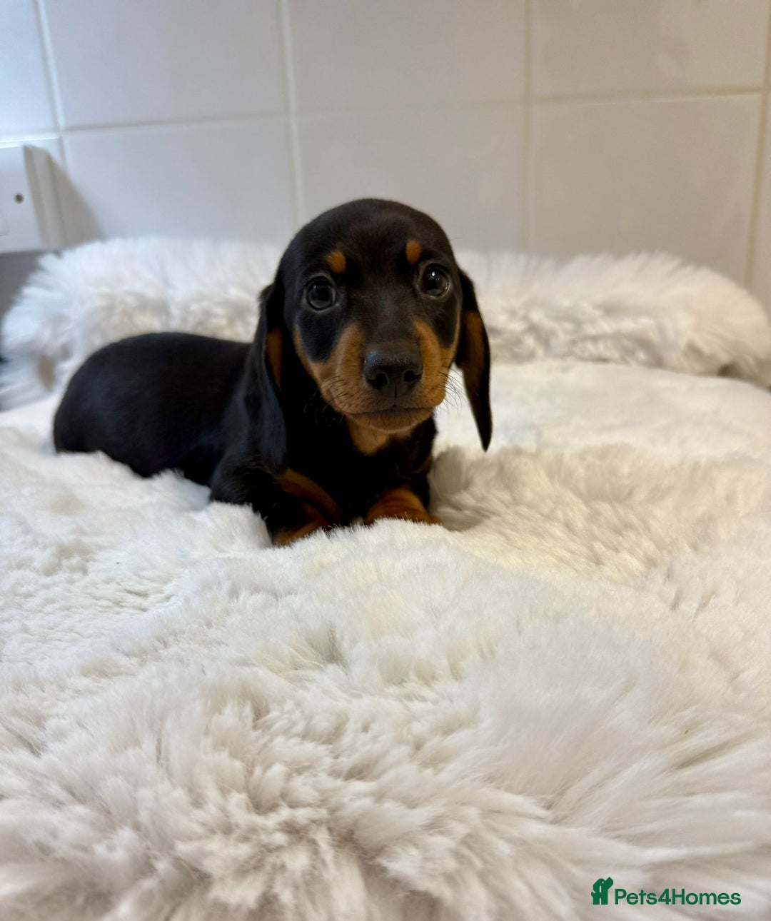 Miniature Dachshund dogs for sale: 2 stunning miniature dachshund puppy’s  - Image 13