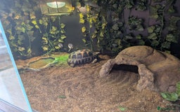 Tortoise reptiles for sale: Hermann's tortoise  - Image 2