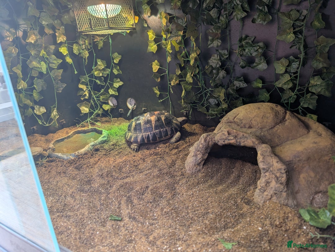 Tortoise reptiles for sale: Hermann's tortoise  - Image 2