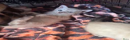 Oriental cats for sale: Only 2 remaining- snow orientals. 1 girl 1 boy - Advert 8