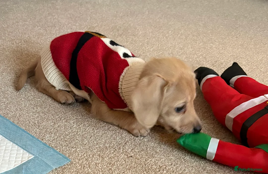 Miniature Dachshund dogs for sale: Miniature dachshund  - Advert 9