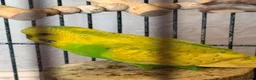 Budgerigars birds for sale: 2 Budgies and their full cage  - Advert 3