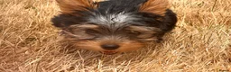 Yorkshire Terrier dogs for sale: SMALL GIRL ONE LEFT - Advert 8