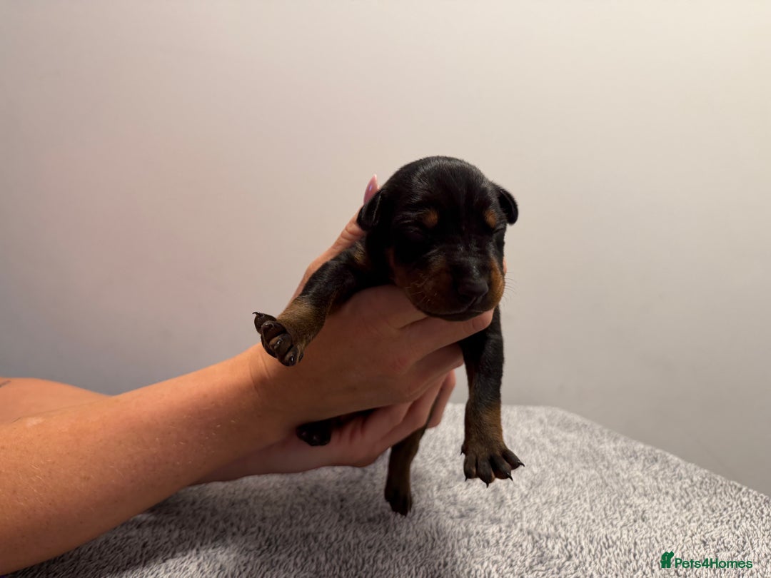 Dobermann dogs for sale: ⭐️🩸12x Championship Bloodline Doberman Puppies - Image 4