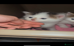 Maine Coon cats for sale: Maine coon cross - Advert 3