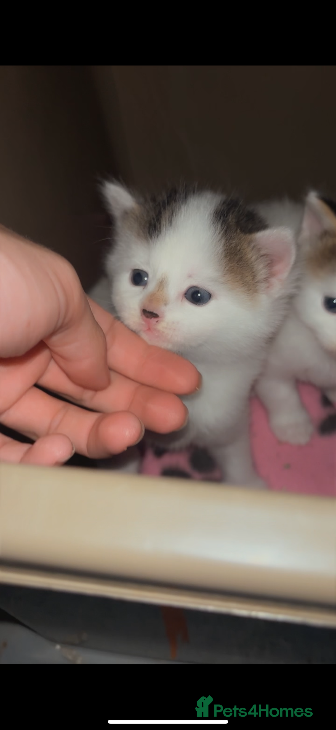 Maine Coon cats for sale: Maine coon cross - Advert 3