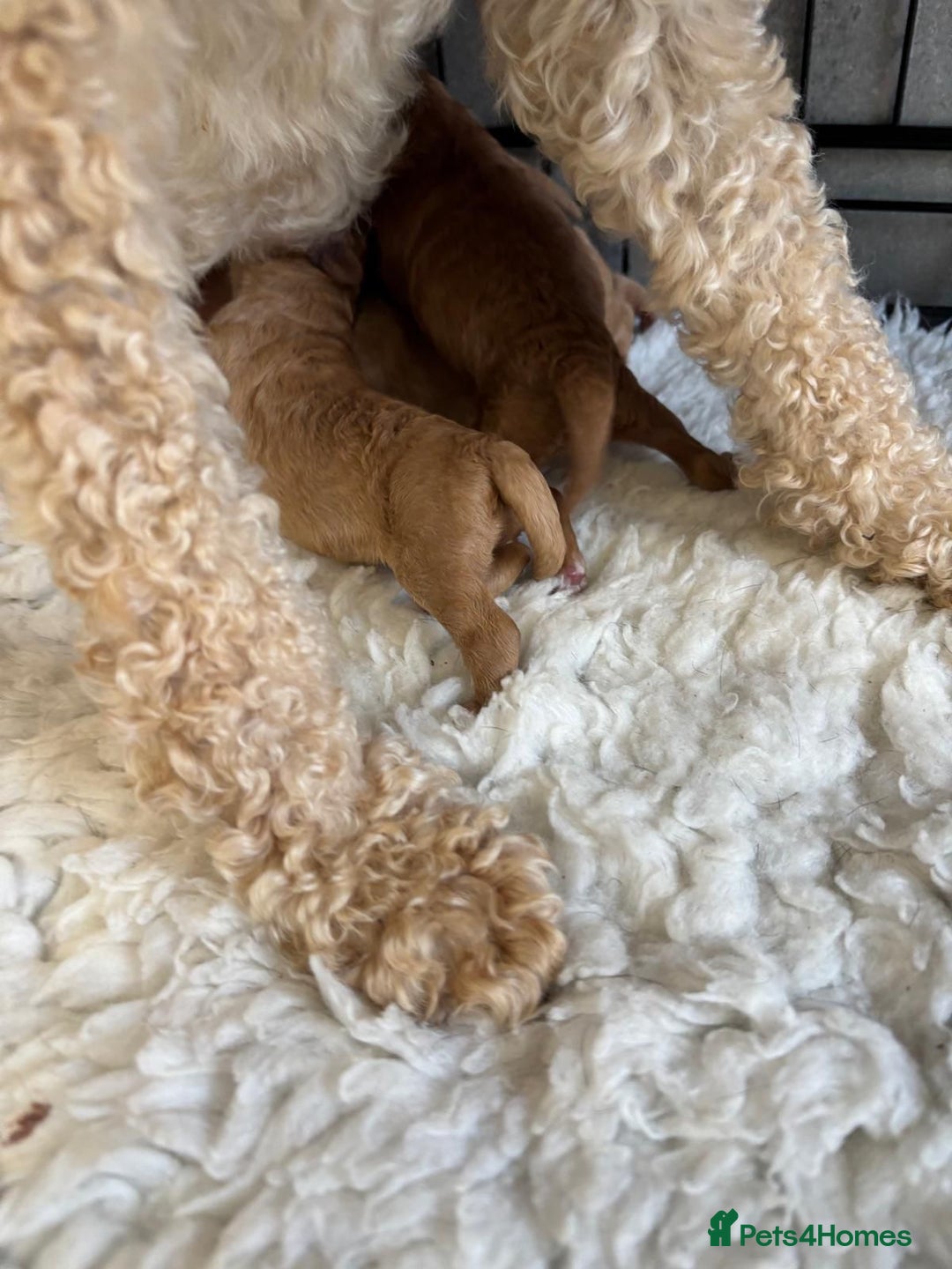 Miniature Poodle dogs for sale: Miniature poodle - Image 18