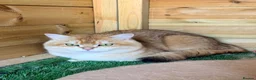 British Shorthair cats for sale: 5 stunning golden bsh kittens  - Advert 2