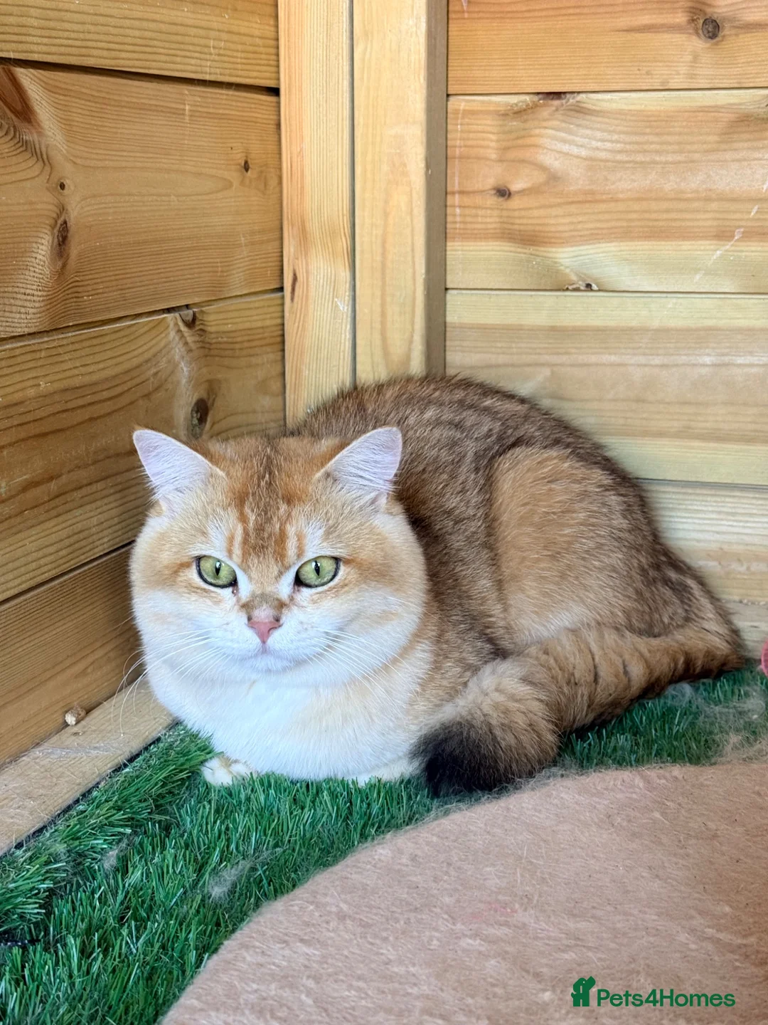 British Shorthair cats for sale: 5 stunning golden bsh kittens  - Advert 2