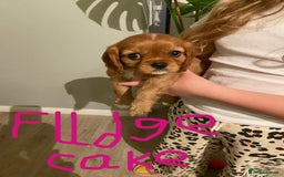 Cavalier King Charles Spaniel dogs for sale: Stunning Cavalier king Charles Spanniel Puppies - Advert 6