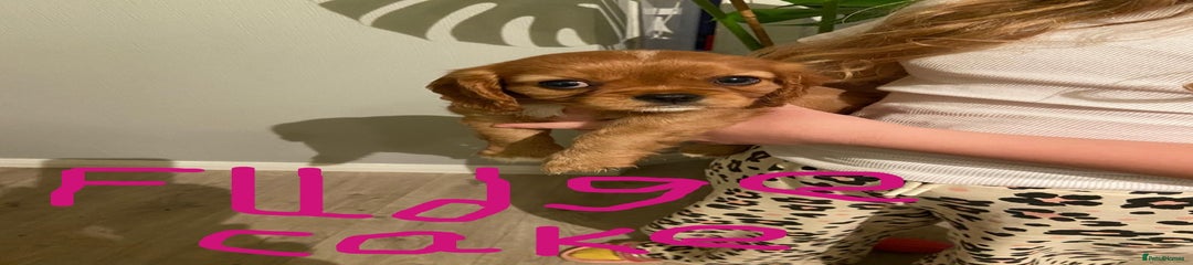 Cavalier King Charles Spaniel Puppy 5