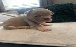 French Bulldog dogs for sale: beautiful frenchies - Image 12