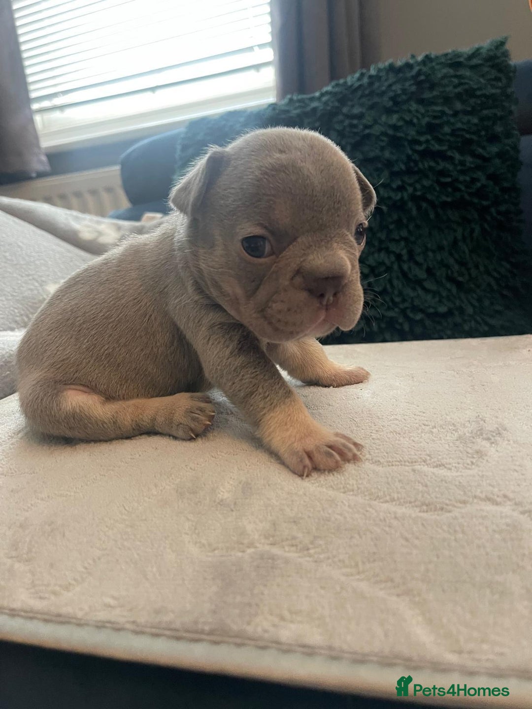 French Bulldog dogs for sale: beautiful frenchies - Image 12