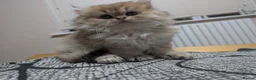 British Shorthair cats for sale: Kitten  - Advert 6