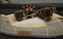Jack Russell dogs for sale: Miniature jack Russell pups  - Image 6