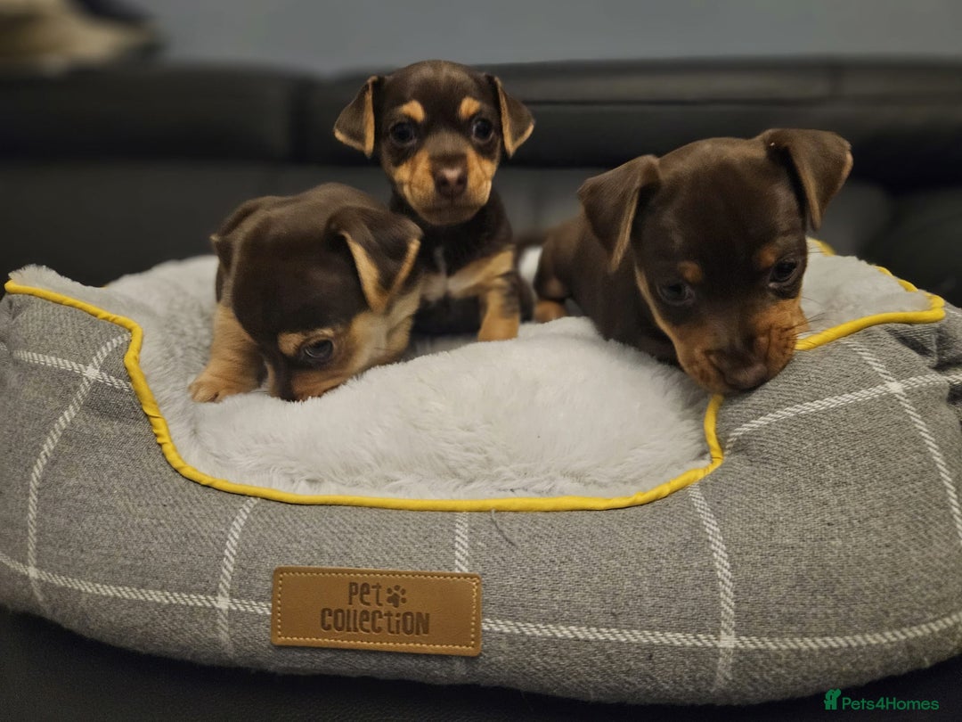 Jack Russell dogs for sale: Miniature jack Russell pups  - Image 6