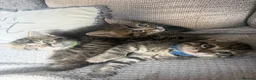 Ragdoll cats for sale: Ragdoll/cross kittens  - Advert 7