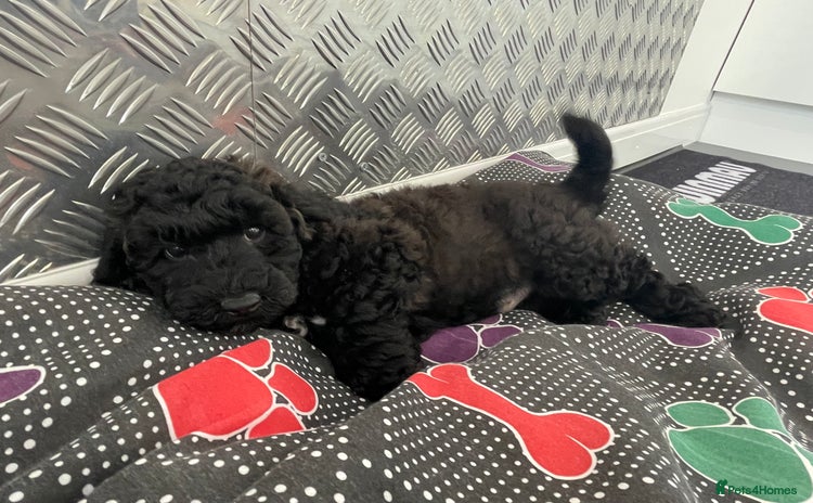 Poochon dogs - Advert 1