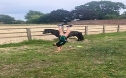 Shetland pony horses for sale: Shetland - Image 6