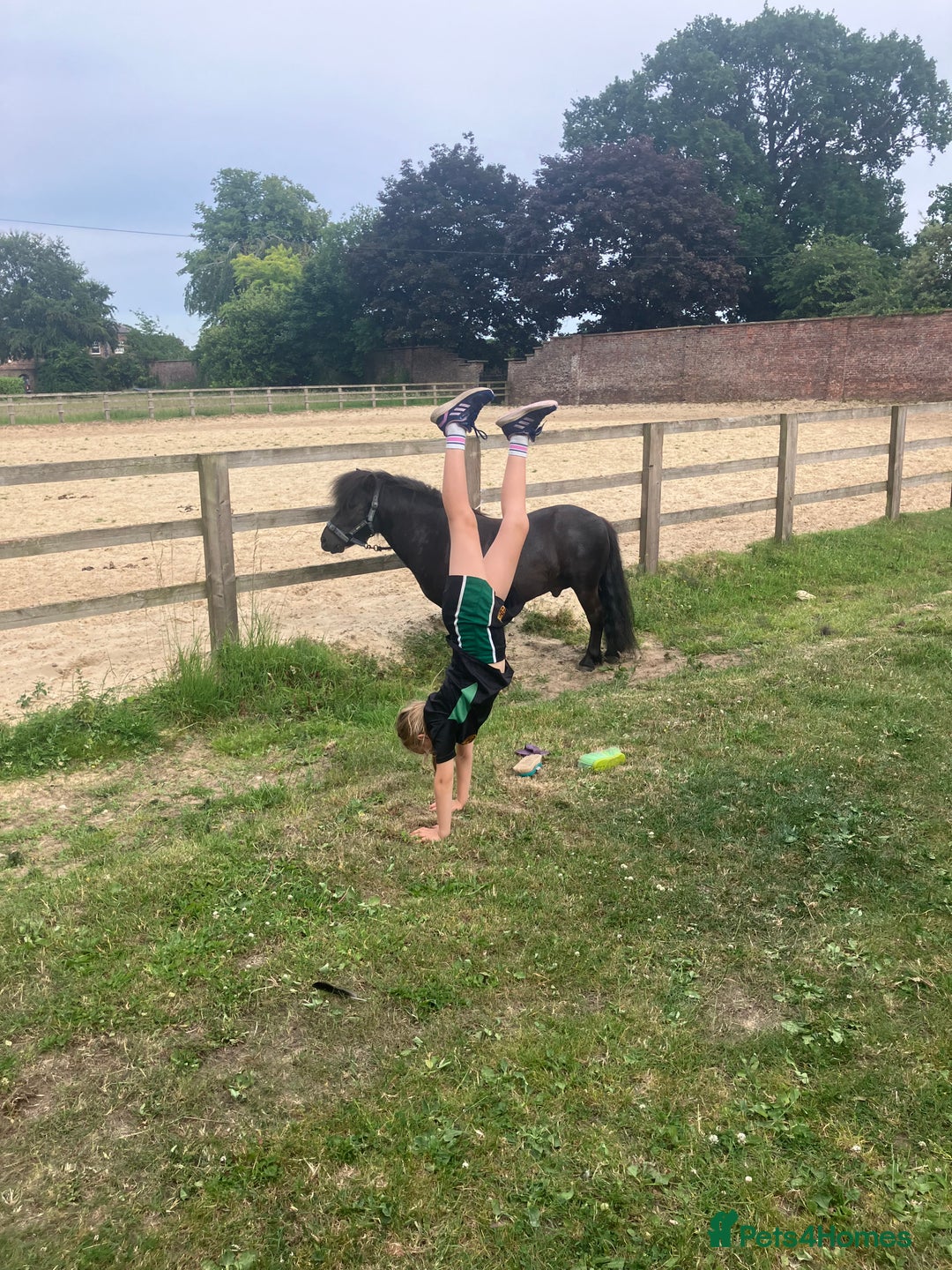 Shetland pony horses for sale: Shetland - Image 6