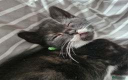 British Shorthair cats for sale: British Shorthair Mix Kittens - Image 12