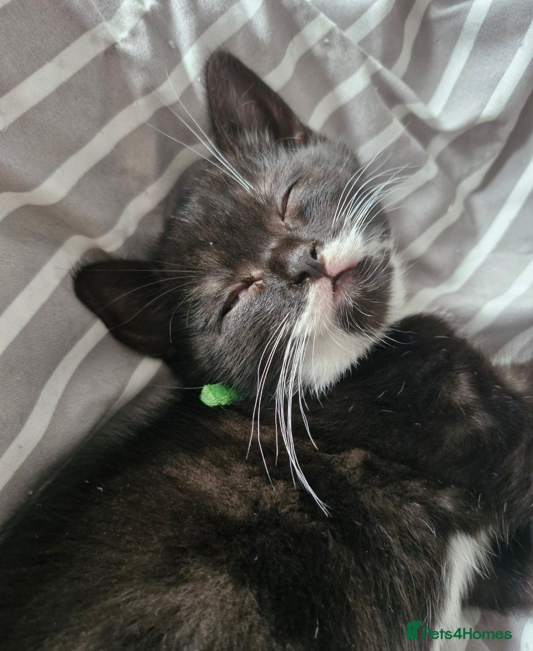 British Shorthair cats for sale: British Shorthair Mix Kittens - Image 12