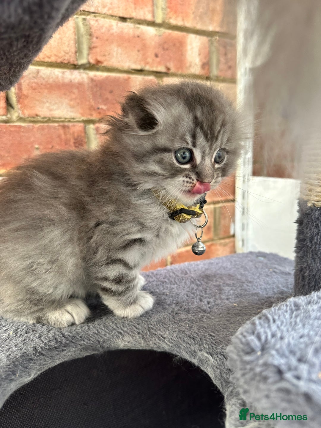 Scottish Fold cats for sale: Stunningly beautiful Scottish Fold x Ragdoll  - Image 21