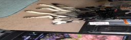 Siberian Husky dogs for sale: Husky for sale to good home.  in Hull - Advert 9