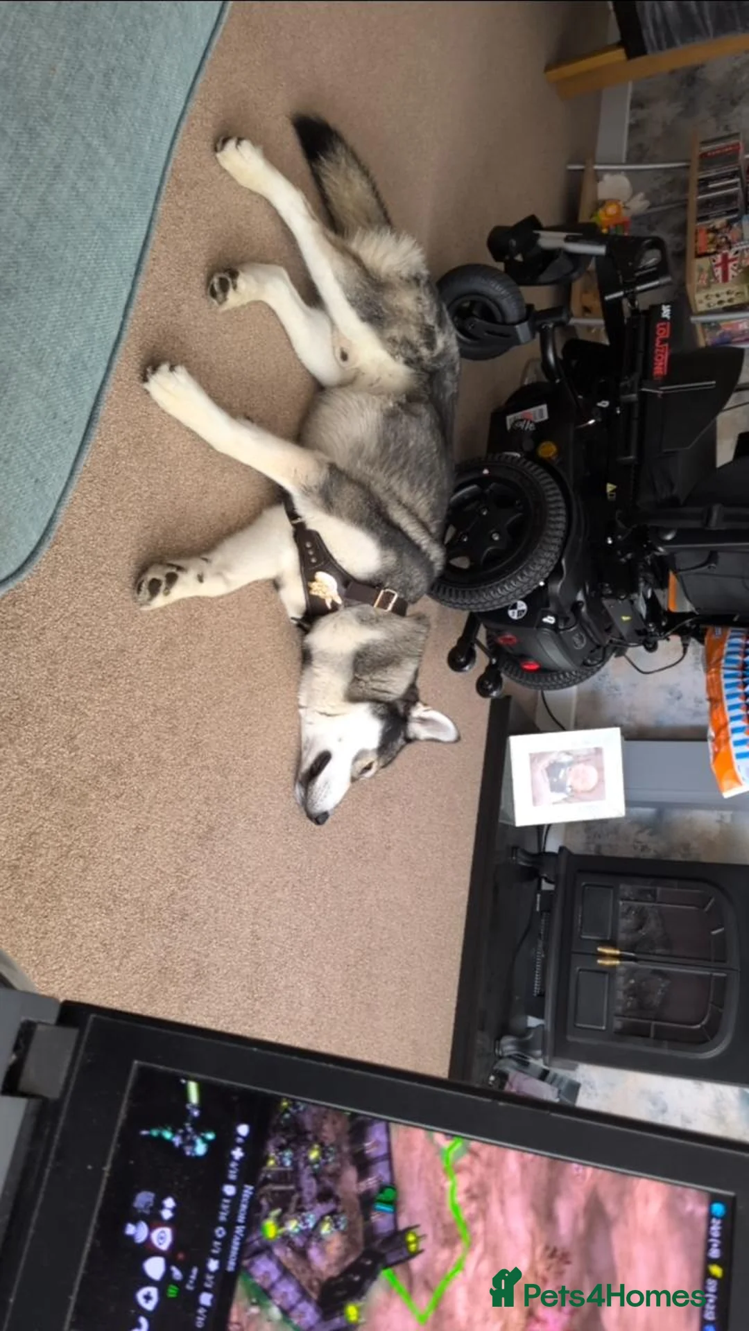 Siberian Husky dogs for sale: Husky for sale to good home.  in Hull - Advert 9