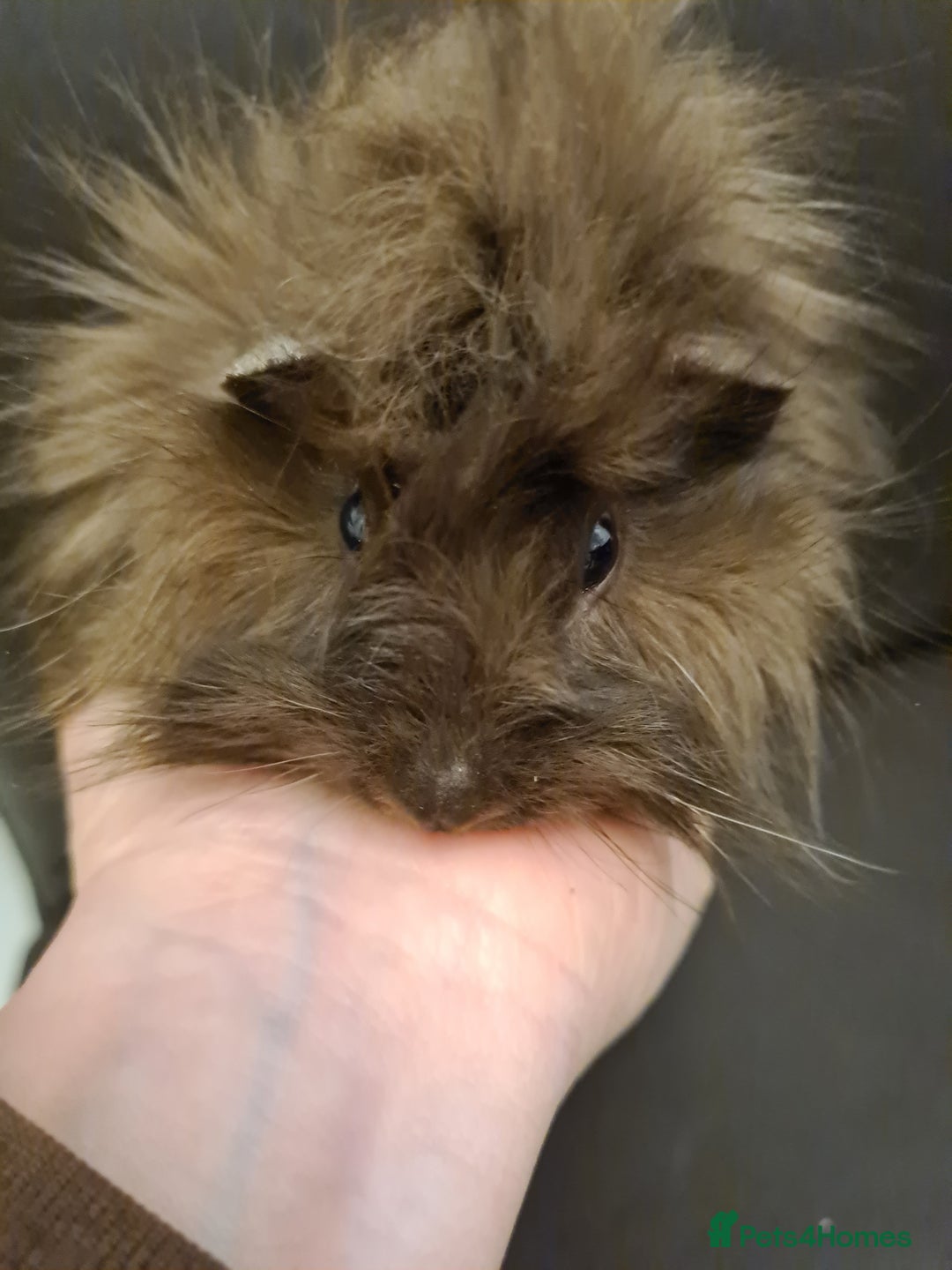 Guinea Pig rodents for sale: Long haired Peruvian-cross baby boys - Image 12