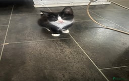 Mixed Breed cats for sale: 3cats for sale - Image 1